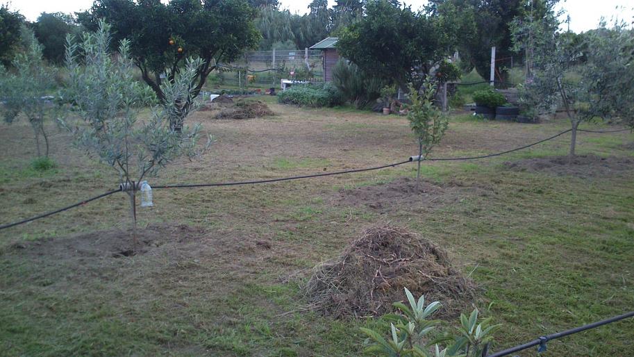Olive ,e mucchio di gramigna