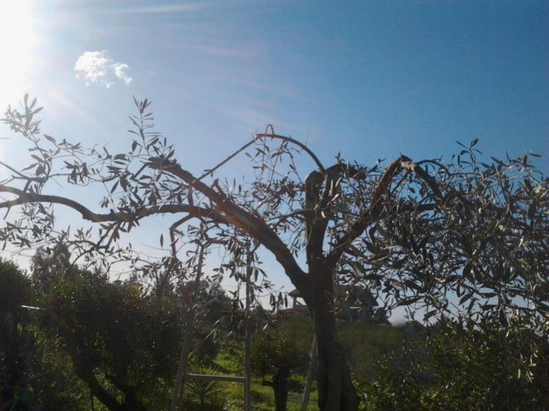 olivo potato febb2015