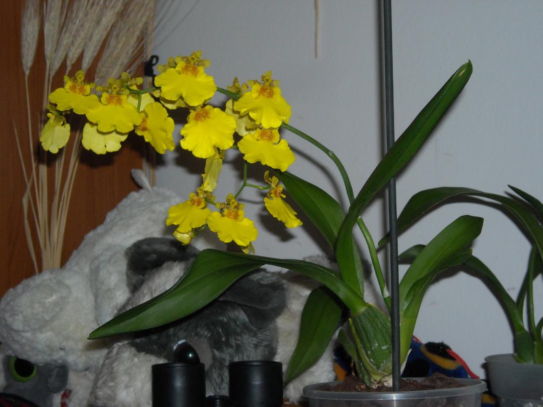 Oncidium - ibrido. ... ed invece... ecco la fioritura completa...