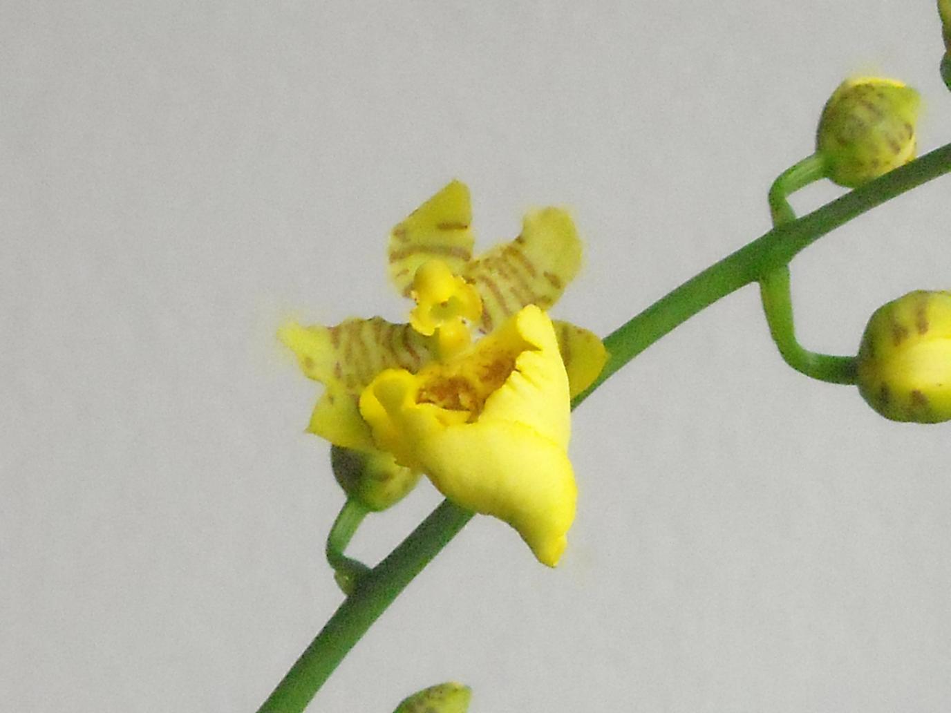 Oncidium - ibrido. I fiori sembrano molto resistenti... credevo che la prima fioritura fosse poco "energetica" visto che non gli ho dato i giusti nutr