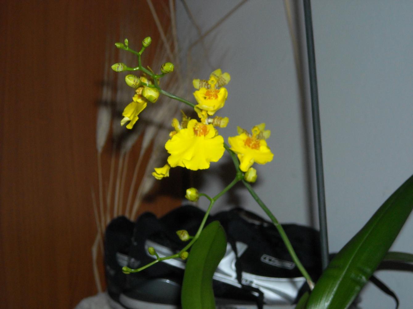 Oncidium - ibrido. la fioritura ormai è iniziata... per qualche strano motivo ho pensato che non tutti i boccioli sarebbero riusciti a sbocciare...