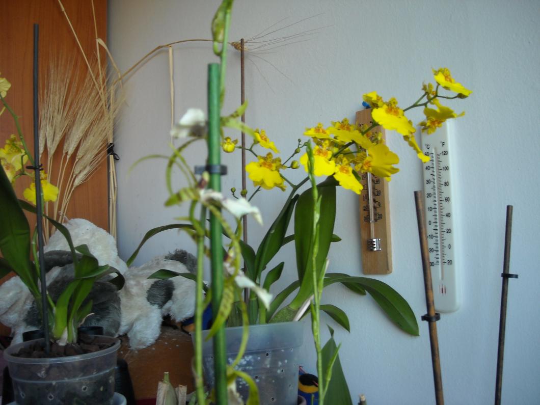 Oncidium - ibrido . la madre.... due steli che hanno fiorito quanto l'altra sua figlioletta....

 Anche queste due piante, per il periodo estivo, le