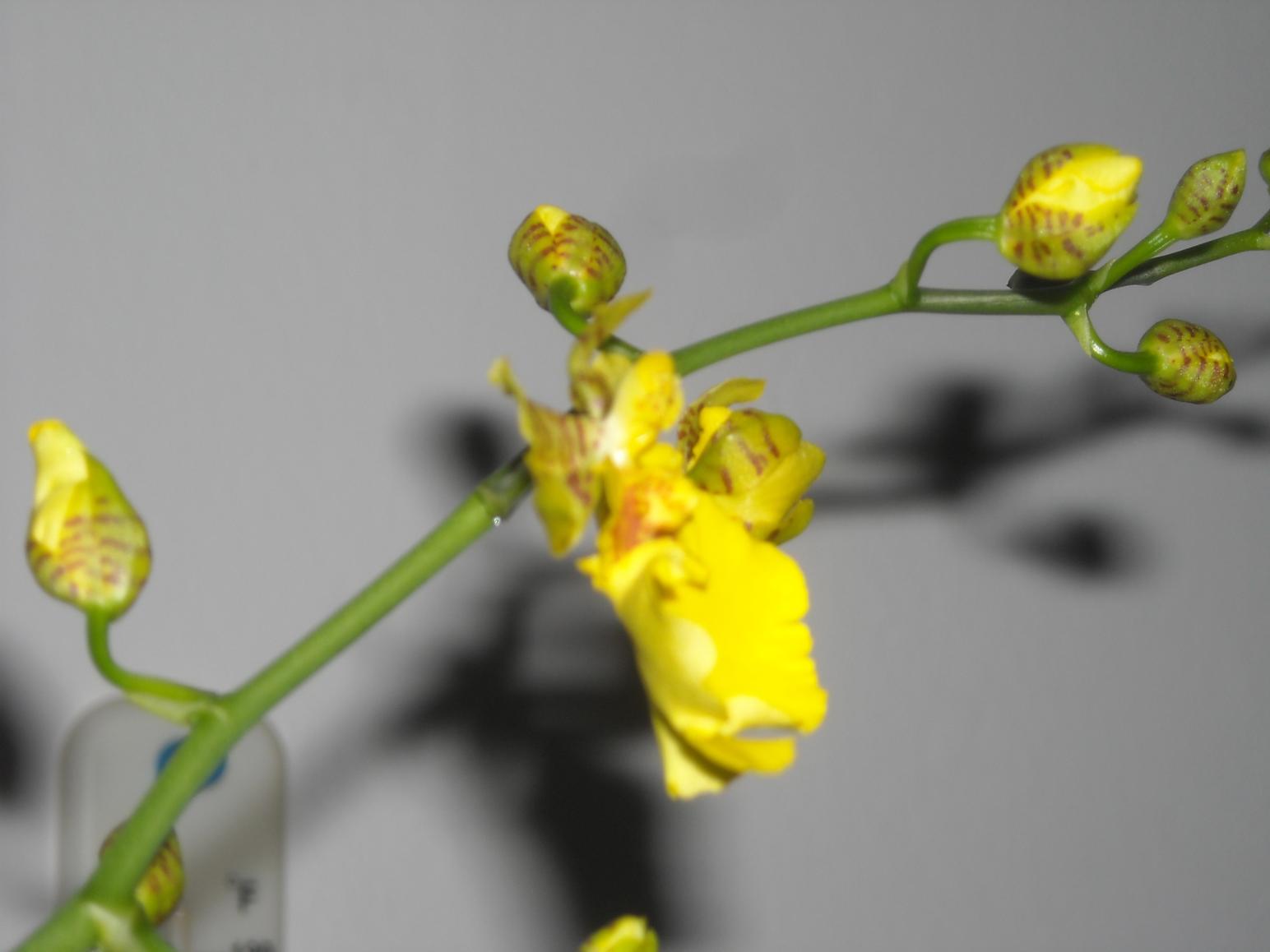 Oncidium - ibrido.