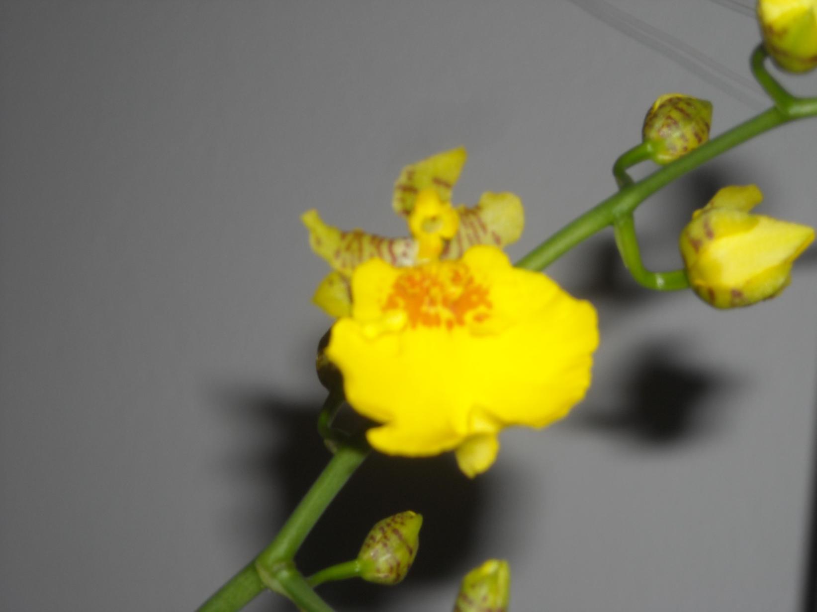 Oncidium - ibrido.