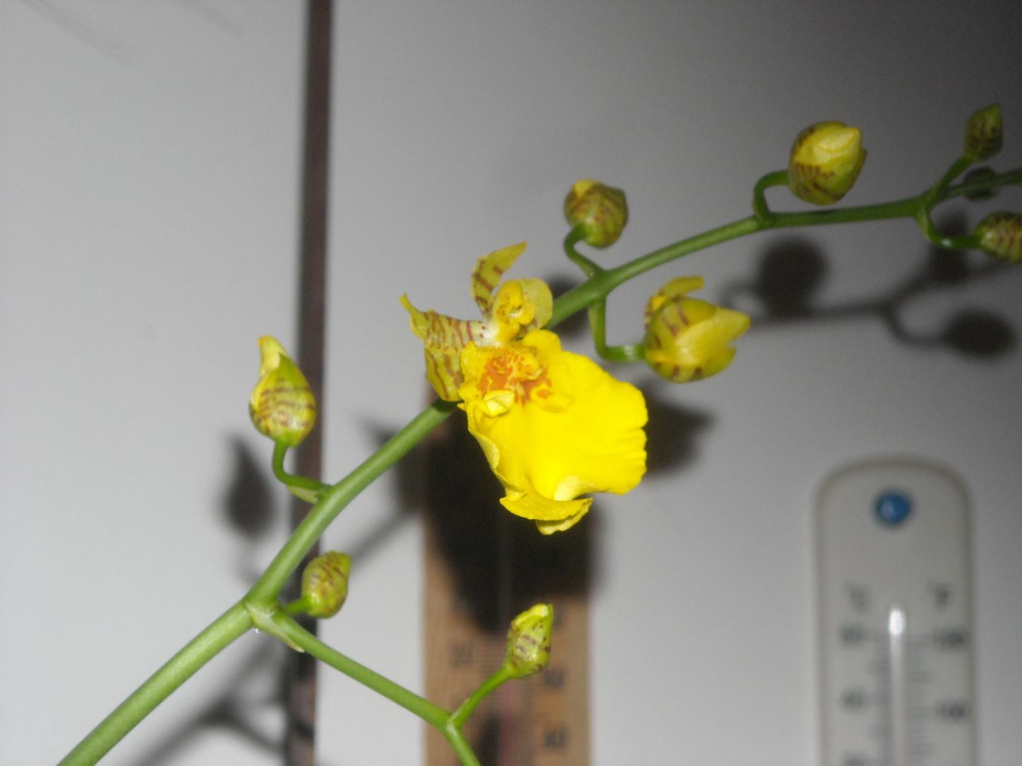 Oncidium - ibrido.