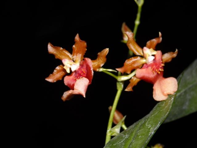 Oncidium Twinkle Red Fantasy