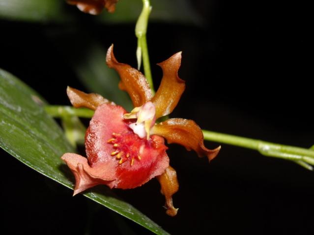 Oncidium Twinkle Red Fantasy