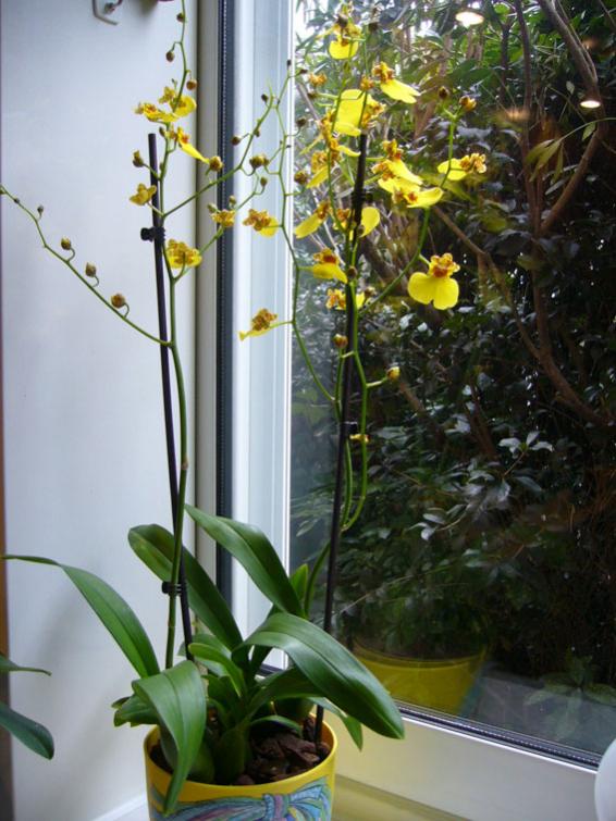 oncidium.