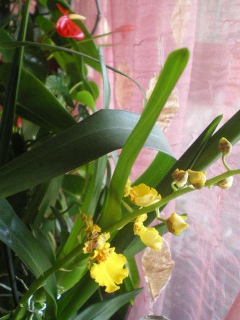 oncidium1