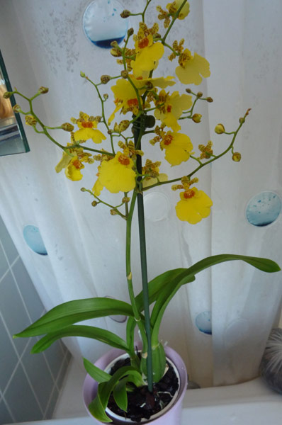 oncidium1.