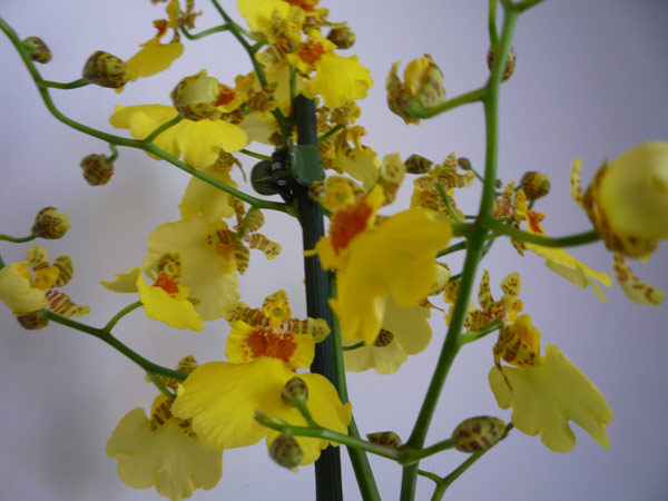 oncidium2.