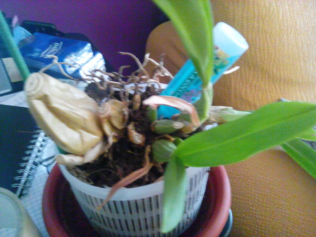 oncydium1