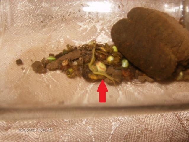 Ooteca e piccoli di Misumena vatia,