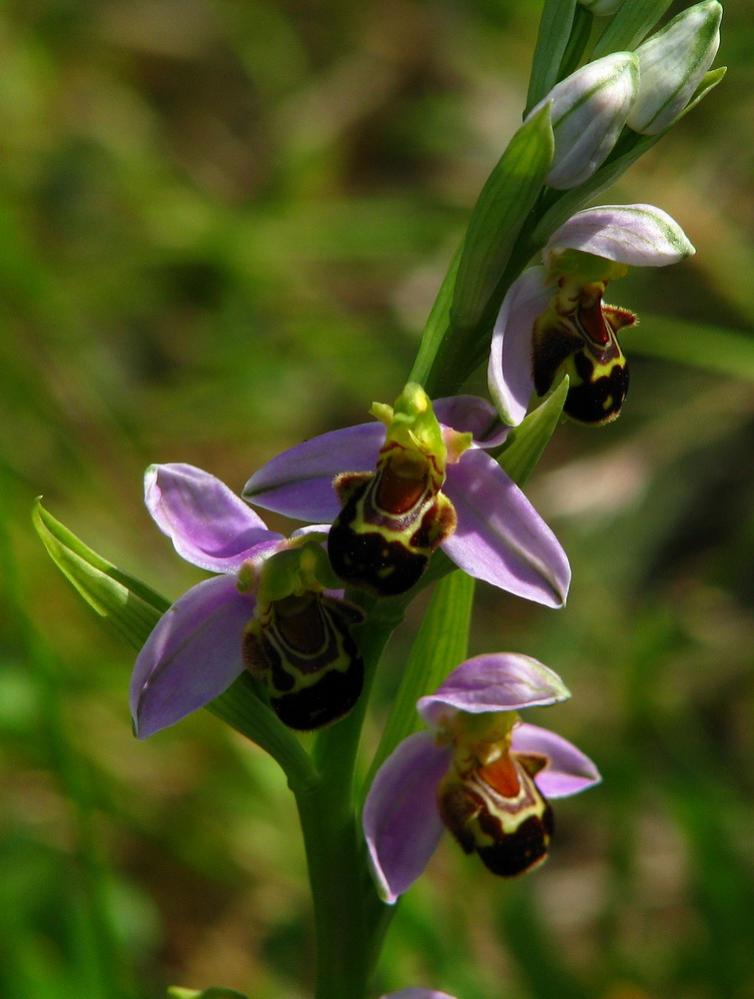 Ophrys apifera.