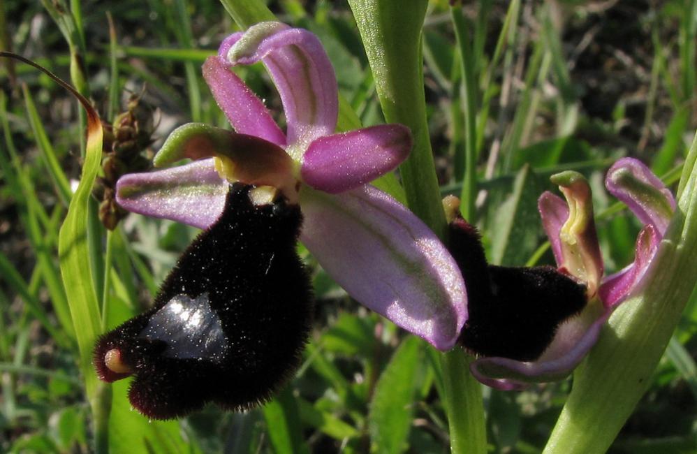 Ophrys bertoloni