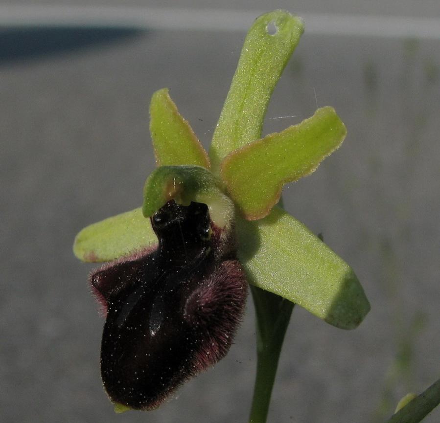 Ophrys incubacea.