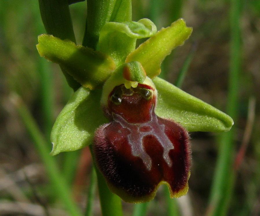 Ophrys sphegodes