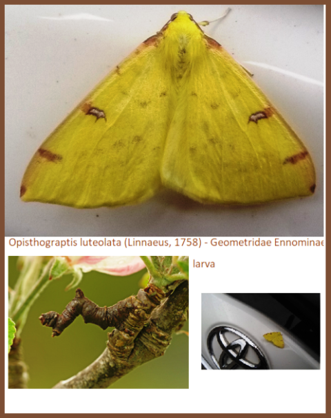 Opisthograptis luteolata (Linnaeus, 1758) - Geometridae Ennominae (Falena)