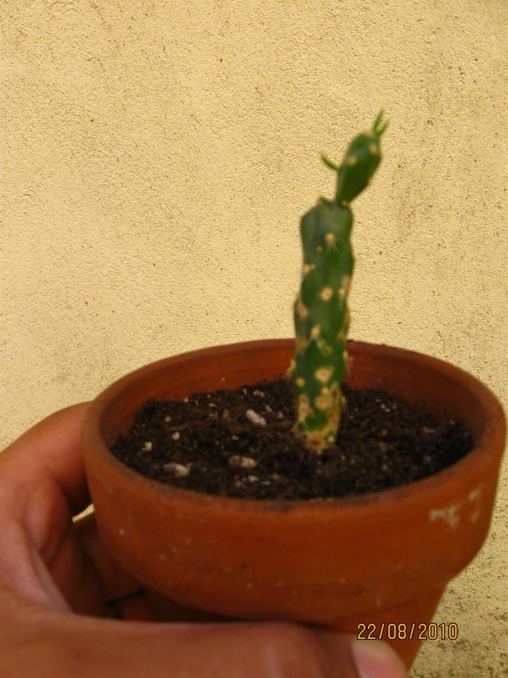 opuntia (2).