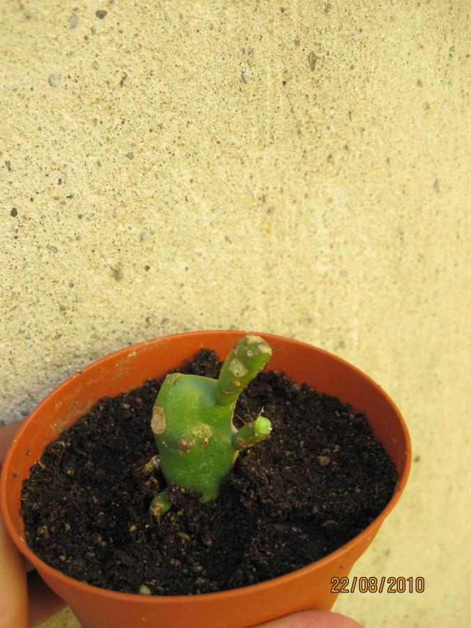 opuntia (3).