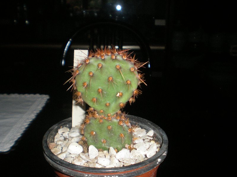 opuntia aciculata