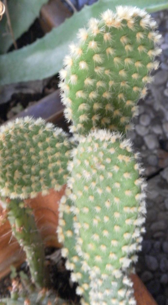 Opuntia albispina