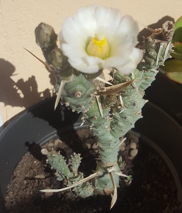 Opuntia Articulata
