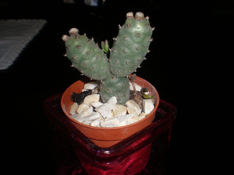 opuntia articulatus inermis