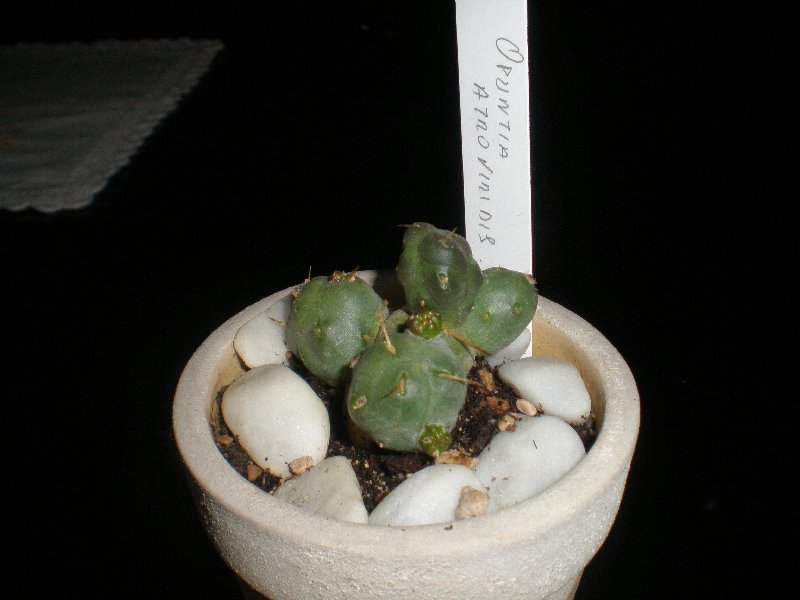 opuntia atroviridis
