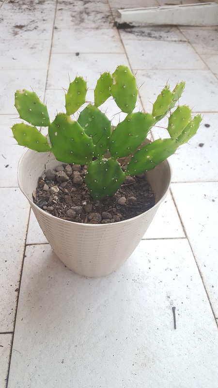 Opuntia Brasiliensis