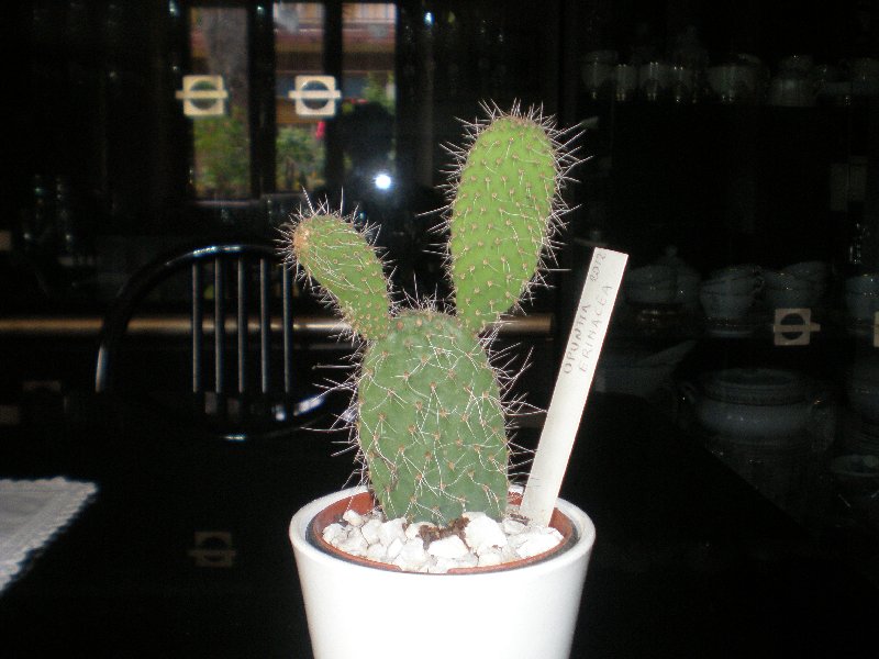 opuntia erinacea