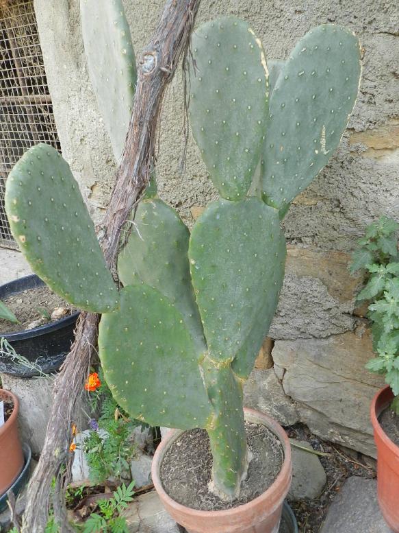 Opuntia ficus indica