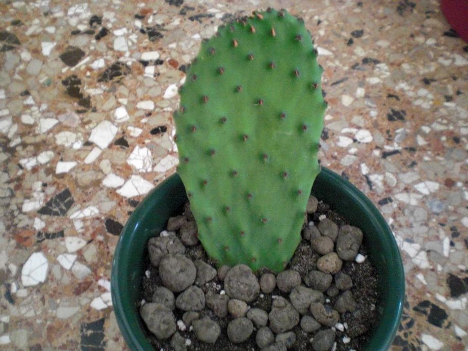 Opuntia ficus- indica