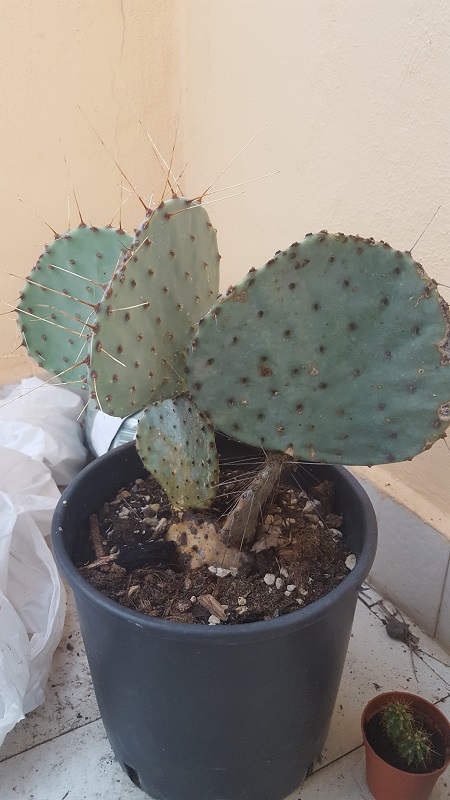 Opuntia Gosseliniana