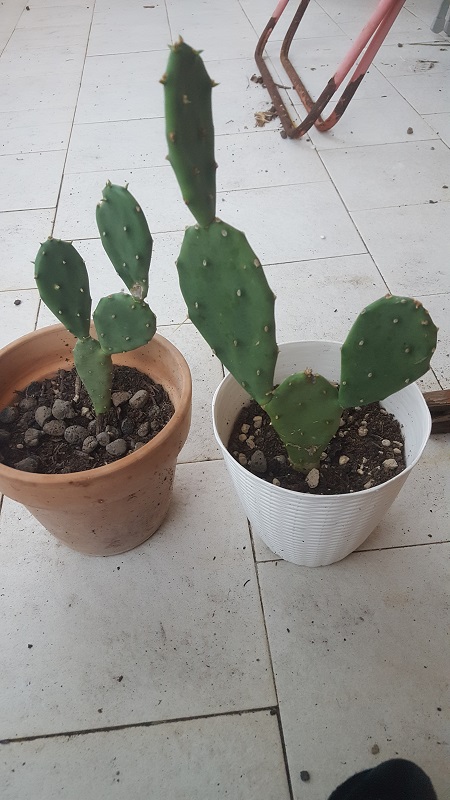 Opuntia Humifusa