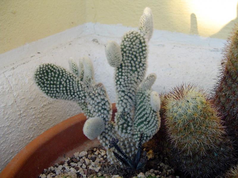 Opuntia microdasys albata - temperatura minima sopportata: -12°C