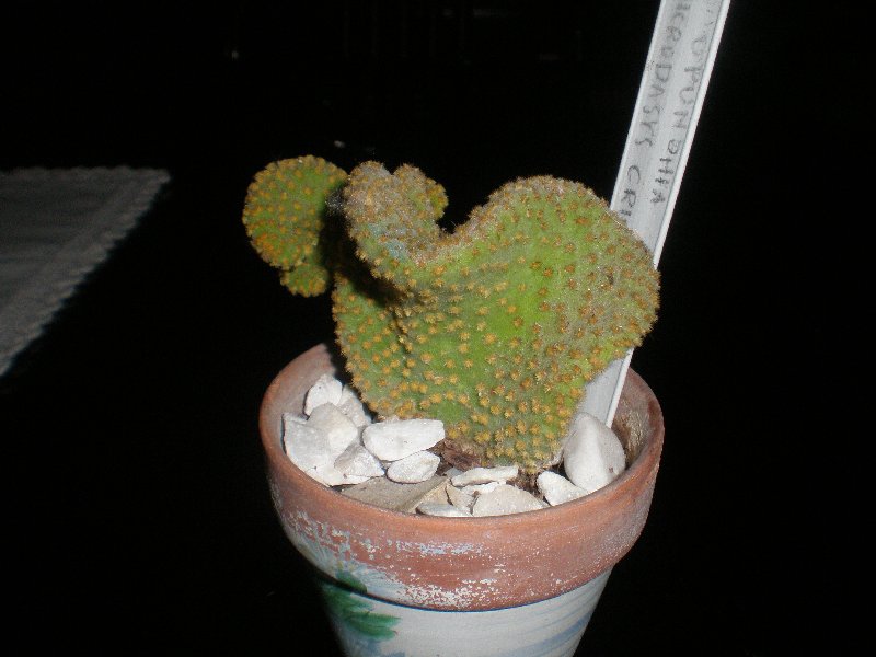 opuntia microdasys cristata