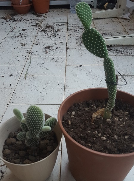 Opuntia Microdasys V. Albispina