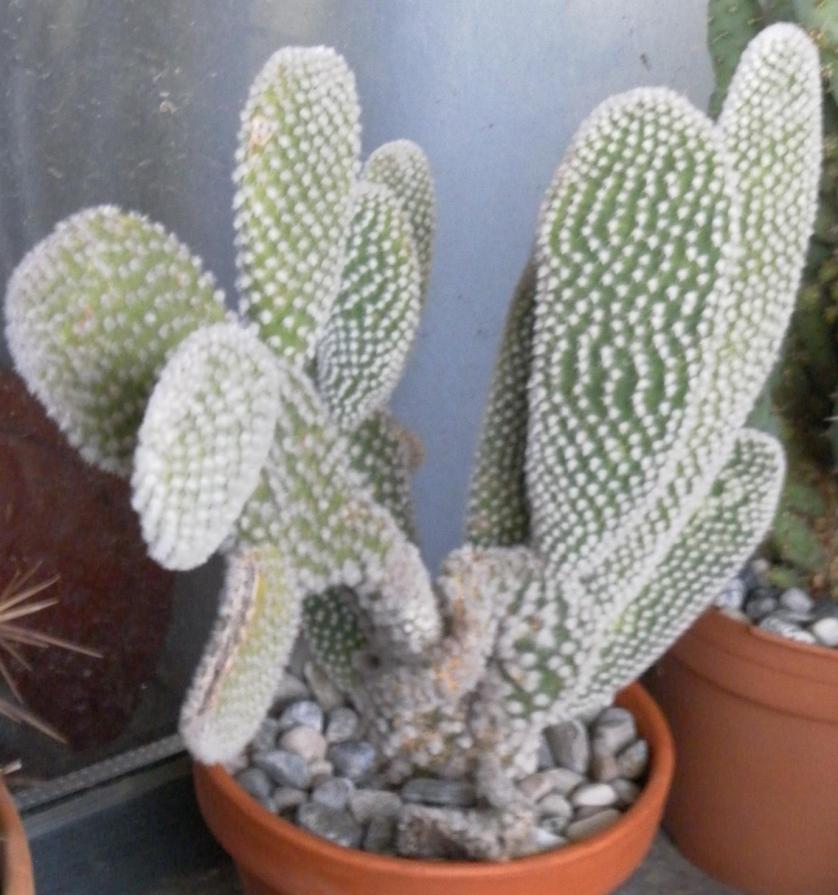 Opuntia microdasys v.albispina