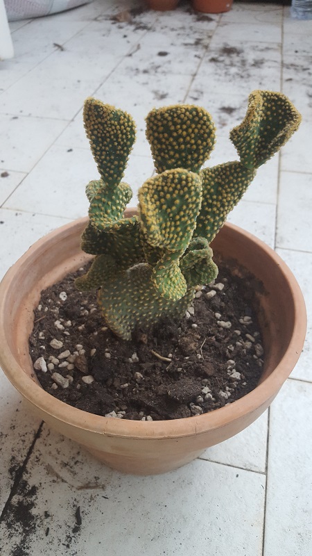 Opuntia Microdasys V. Crestata