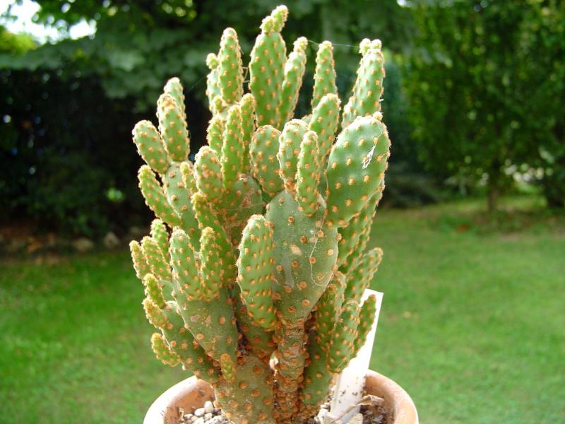 Opuntia microdasys v.rufida - temperatura minima sopportata: -12°C