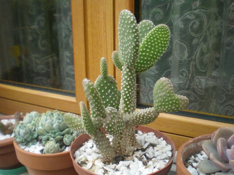 Opuntia microdasys