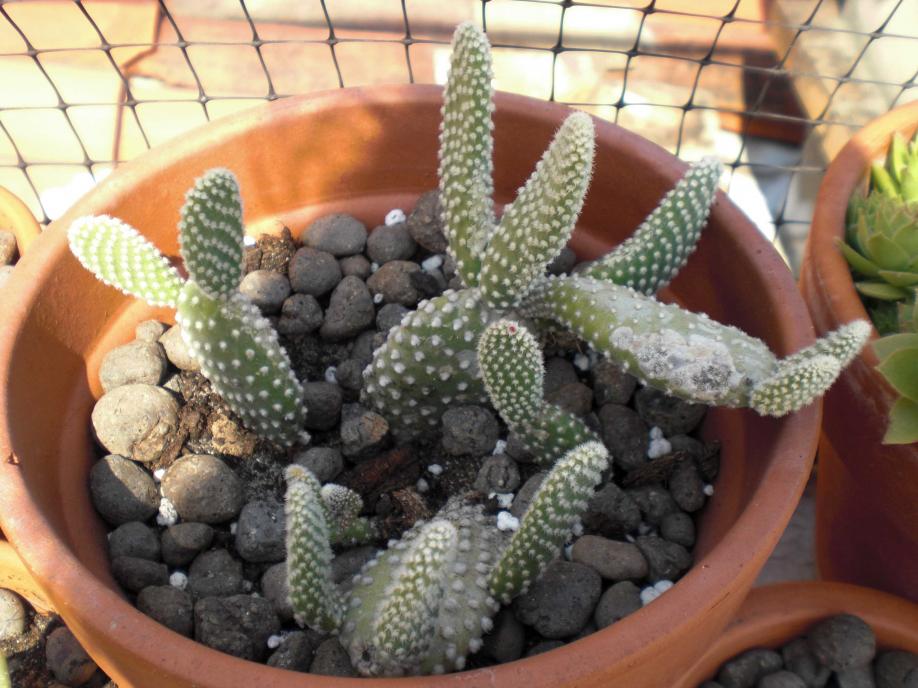 Opuntia microdasys