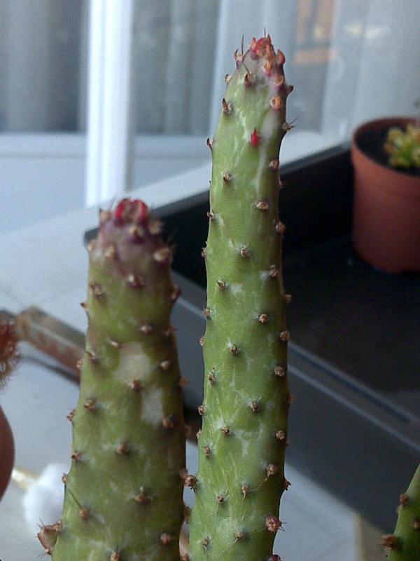 Opuntia monacantha f. monstruosa