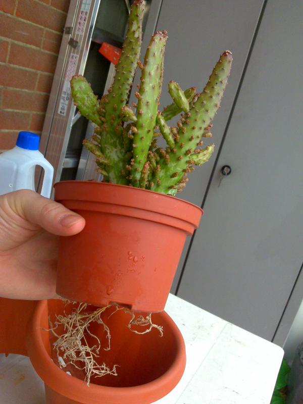 Opuntia monacantha f. monstruosa