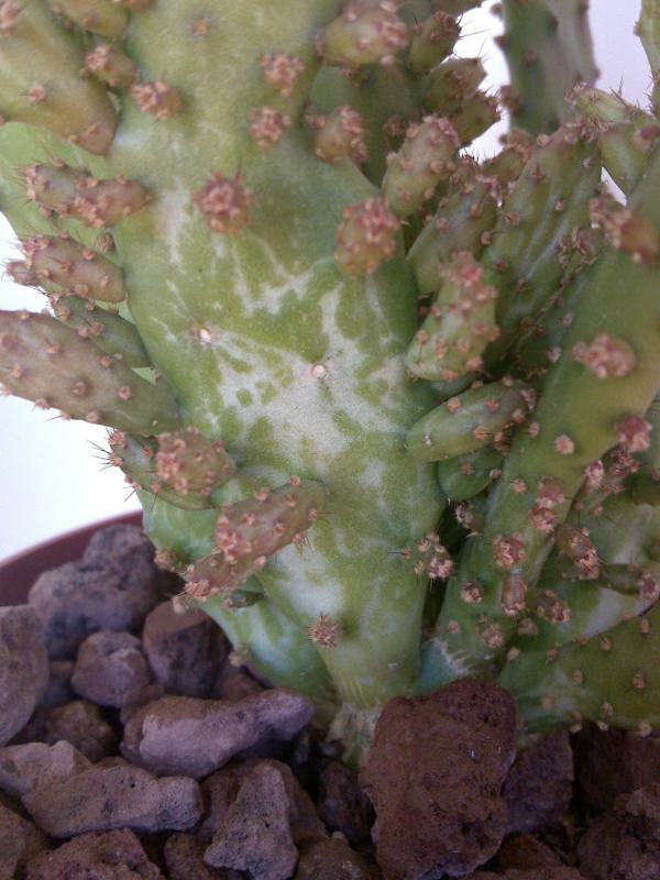 Opuntia monacantha f. monstruosa