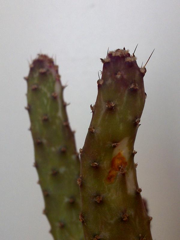 Opuntia monacantha f. monstruosa