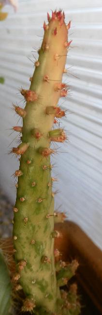 opuntia monacantha v. variegata