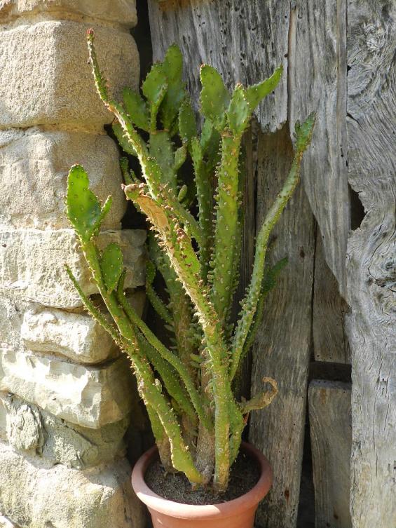 Opuntia monacantha