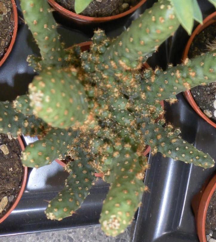 Opuntia monacantha